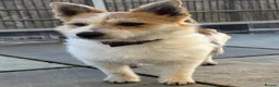 Jack Russell dogs for sale: Traditional short-legged Jack Russell puppies. - Advert 20