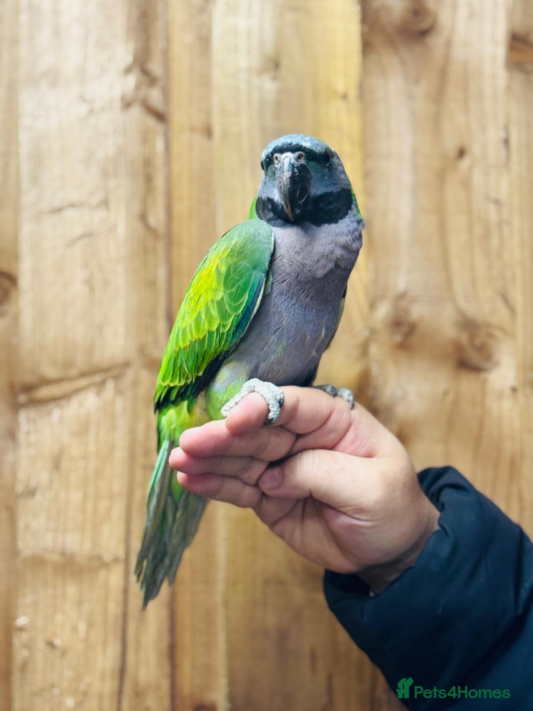 Parrots birds for sale: Darbyan parrot - Advert 3