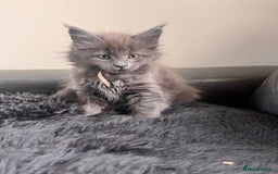 Maine Coon cats for sale: FINAL 3 REMAINING :TICA registered Mainecoons  - Image 22