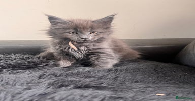 Maine Coon cats - Advert 14