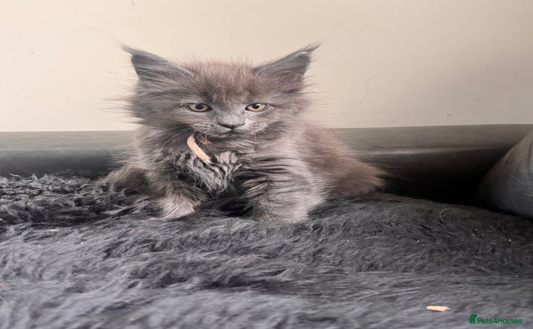 Maine Coon cats - Advert 2