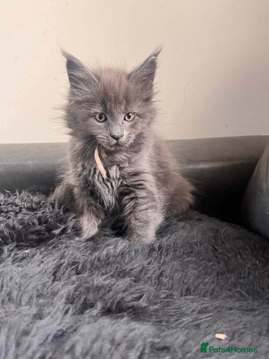 Maine Coon cats for sale: FINAL 3 REMAINING :TICA registered Mainecoons  - Image 22