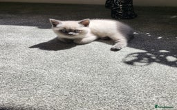 British Shorthair cats for sale: BSH FEMALE KITTEN - Image 12