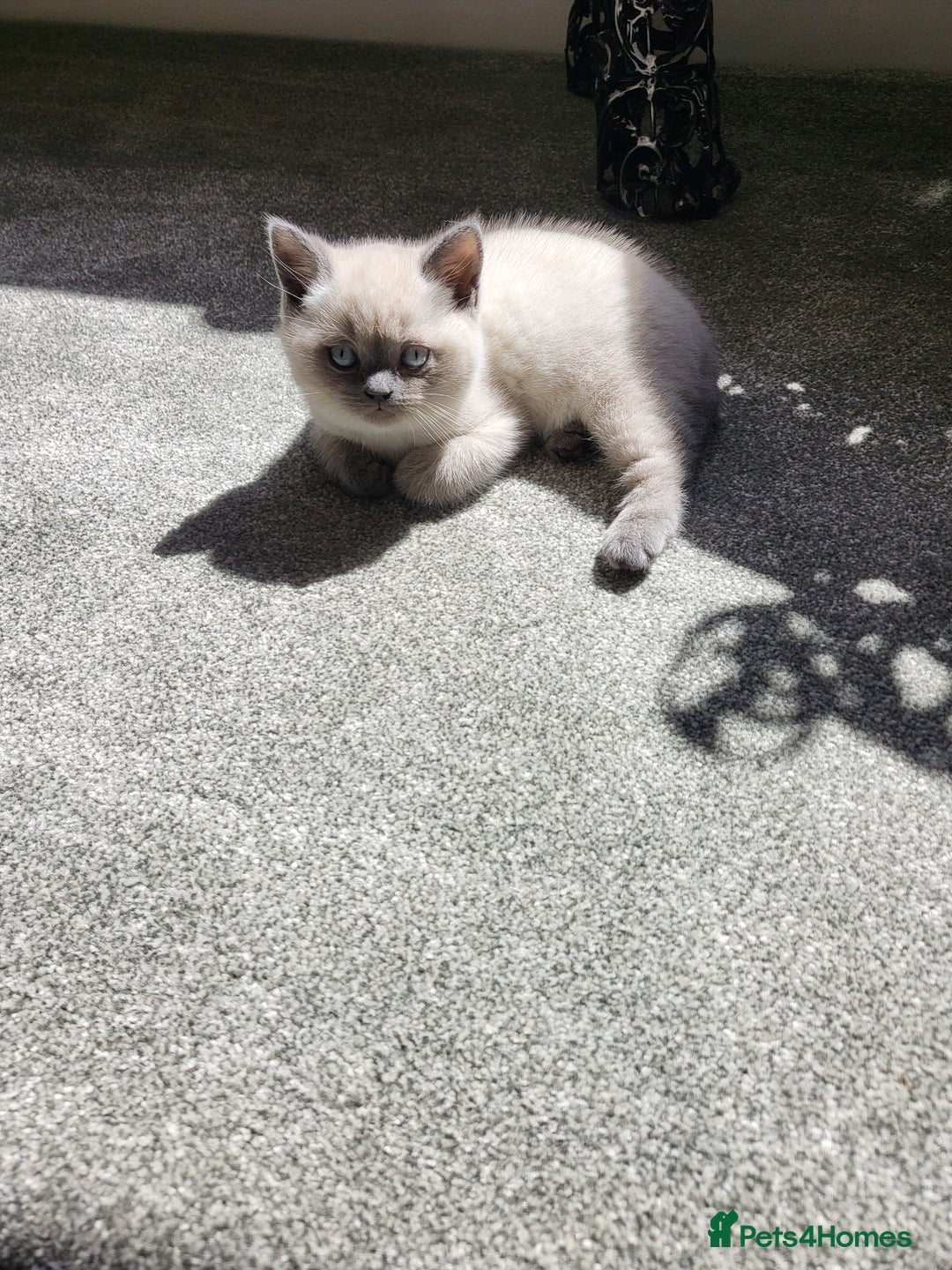 British Shorthair cats for sale: BSH FEMALE KITTEN - Image 12