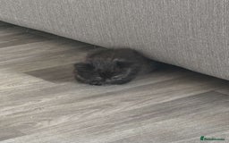 Ragdoll cats for sale: Ragdoll kitten  - Image 1