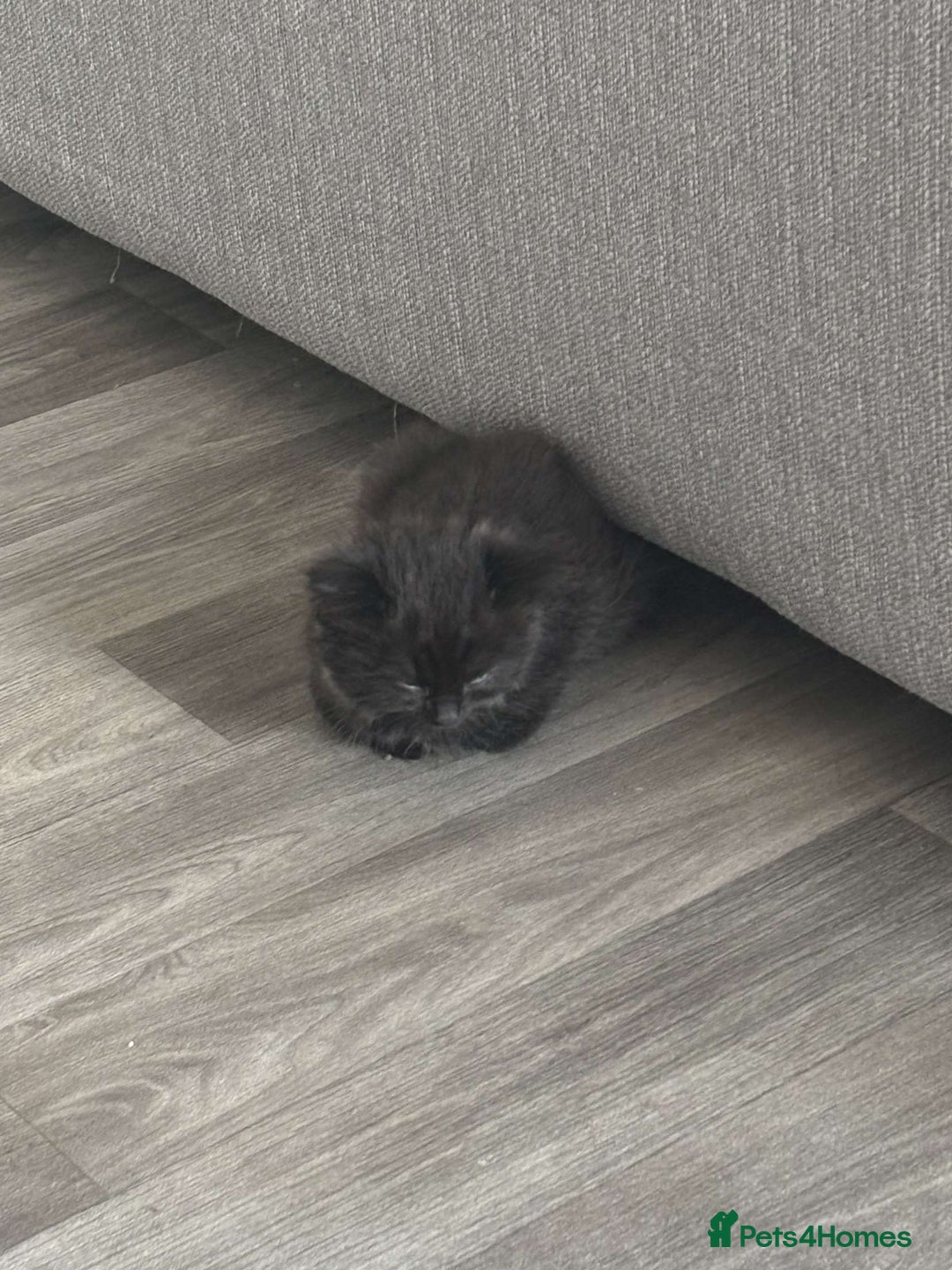 Ragdoll cats for sale: Ragdoll kitten  - Image 1