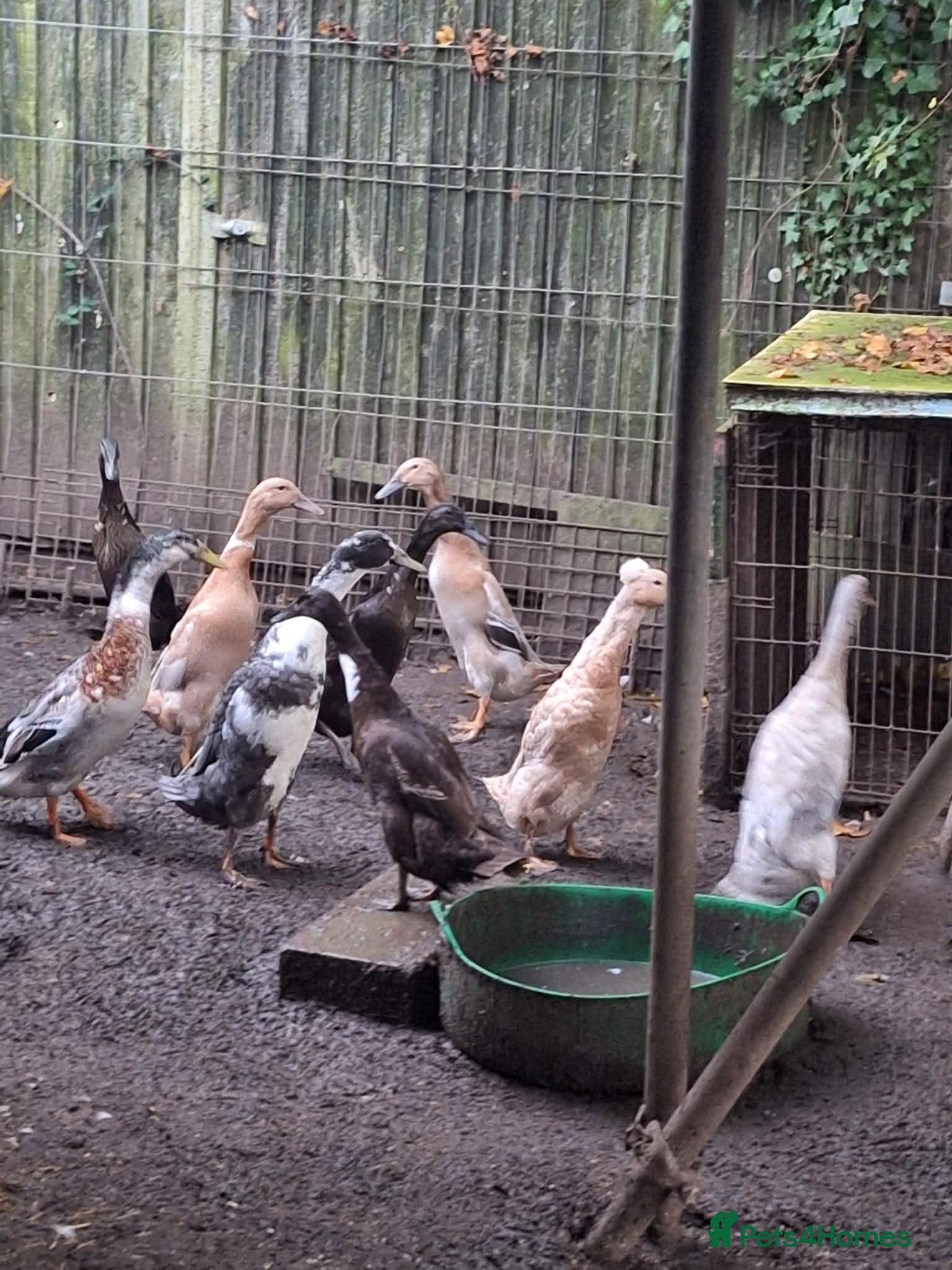 Ducks poultry 11 indian runners  - Advert 1