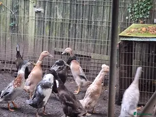 Ducks poultry 11 indian runners - Advert 1