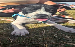 Mixed Breed dogs for sale: Absolutely gorgeous oreo - Image 3