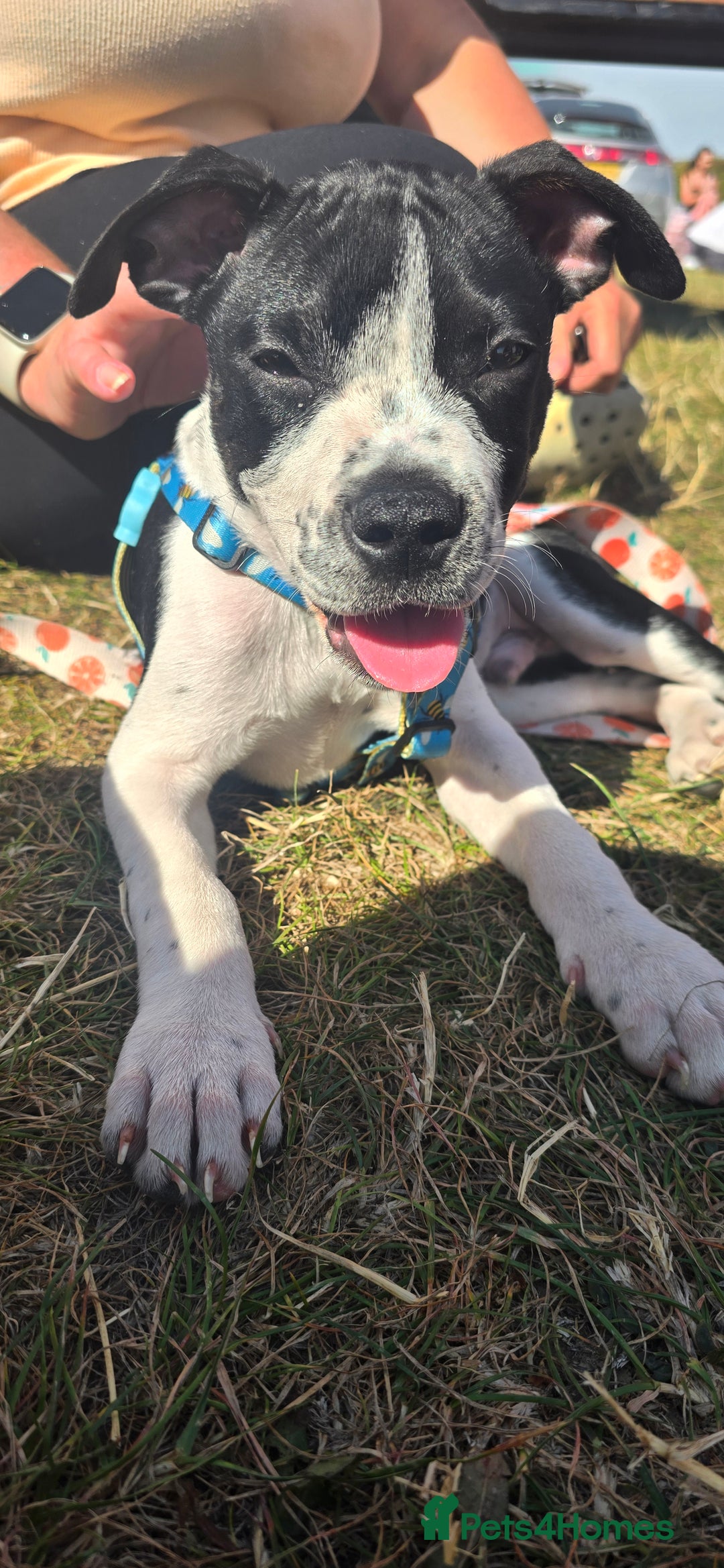 Mixed Breed dogs for sale: Absolutely gorgeous oreo - Image 3