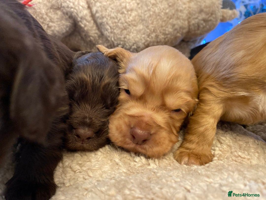 Cocker Spaniel dogs for sale: KC Working Cocker Spaniel Puppies  - Advert 3