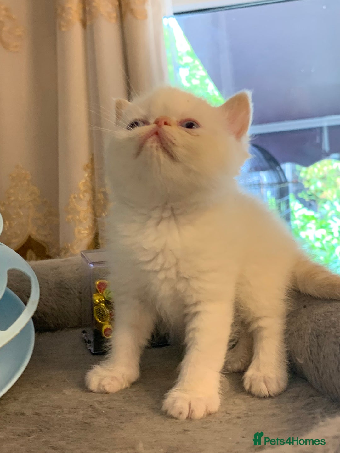 Persian cats for sale: Exotic persians  - Image 17
