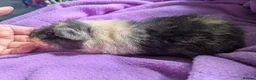 Guinea Pig rodents for sale: Teddy guinea pigs boys from 5 months old - Advert 1