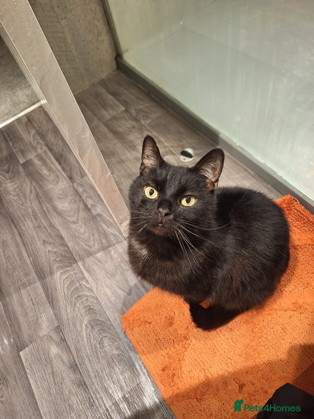 Domestic Shorthair cats for sale: Jaguar needs a new home - Advert 1