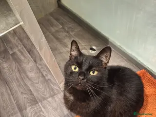 Domestic Shorthair cats Jaguar needs a new home - Advert 3