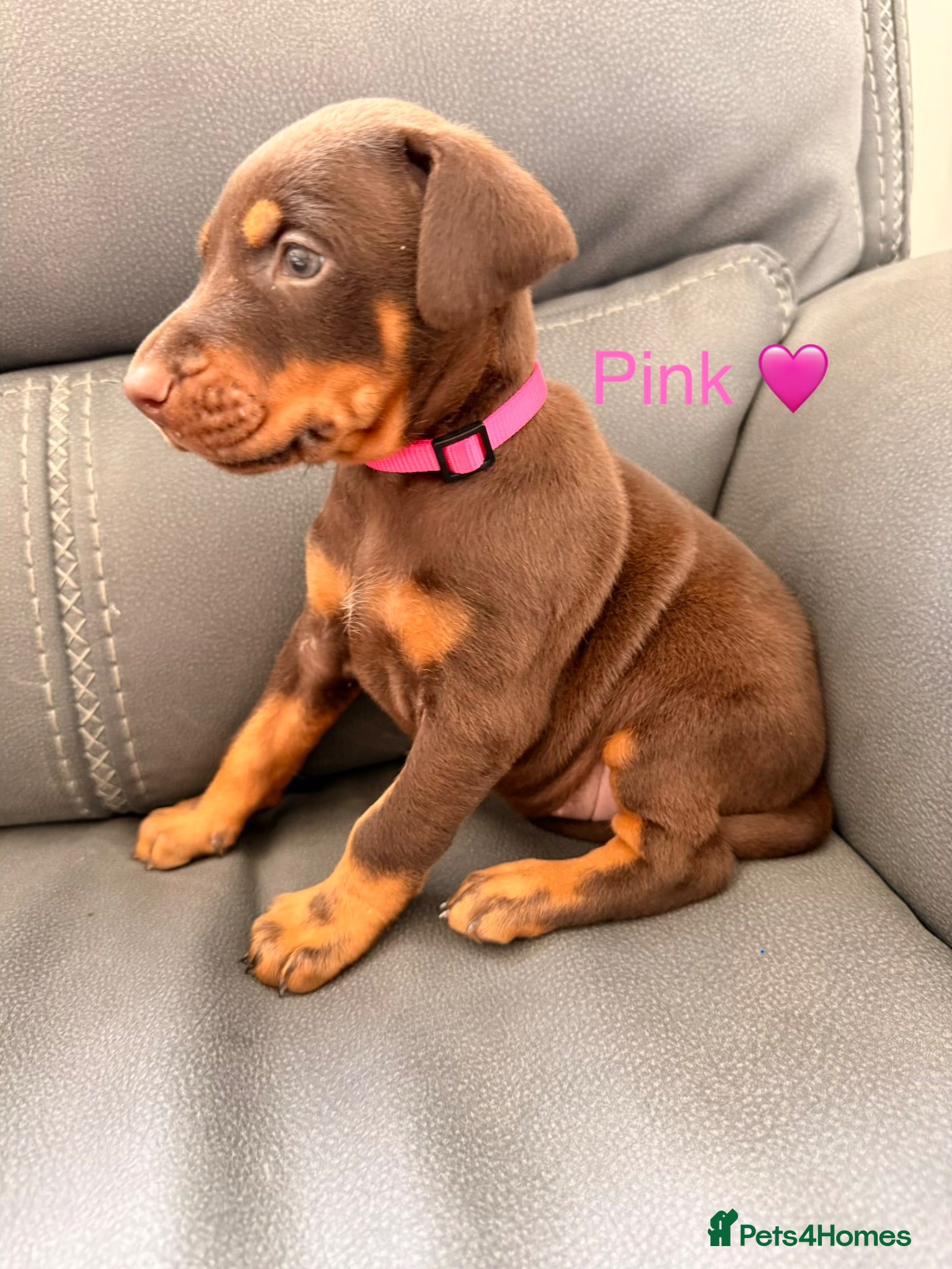 Dobermann dogs Beautiful Doberman Puppies for sale  - Advert 10