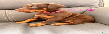 Dobermann 2