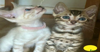 Bengal cats - Advert 2
