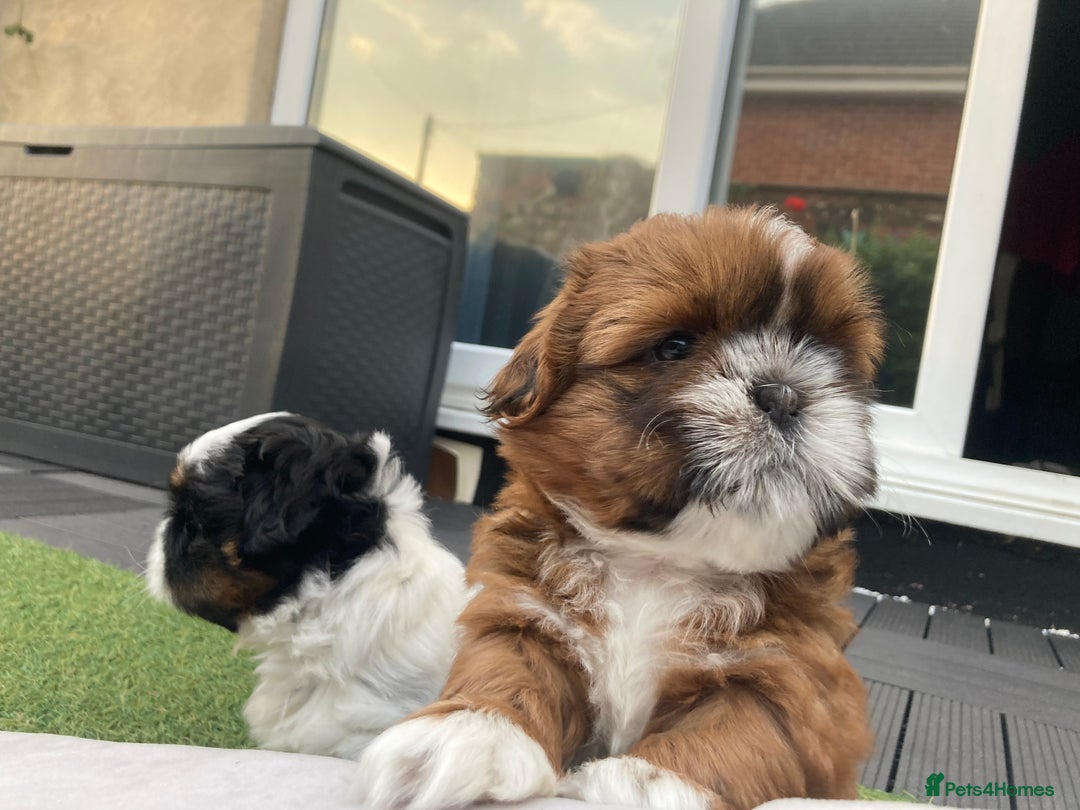 Shih Tzu dogs for sale: TOP KC reg Shih Tzu puppies - Image 16