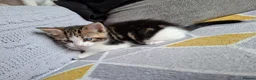 Mixed Breed cats for sale: Beautiful, Fully Litter-Trained Kittens Ready Now - Advert 9