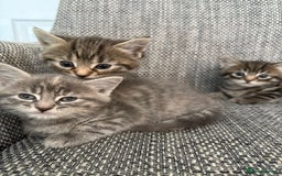 British Longhair cats for sale: Beautiful kittens by our stunning British longhair - Image 17