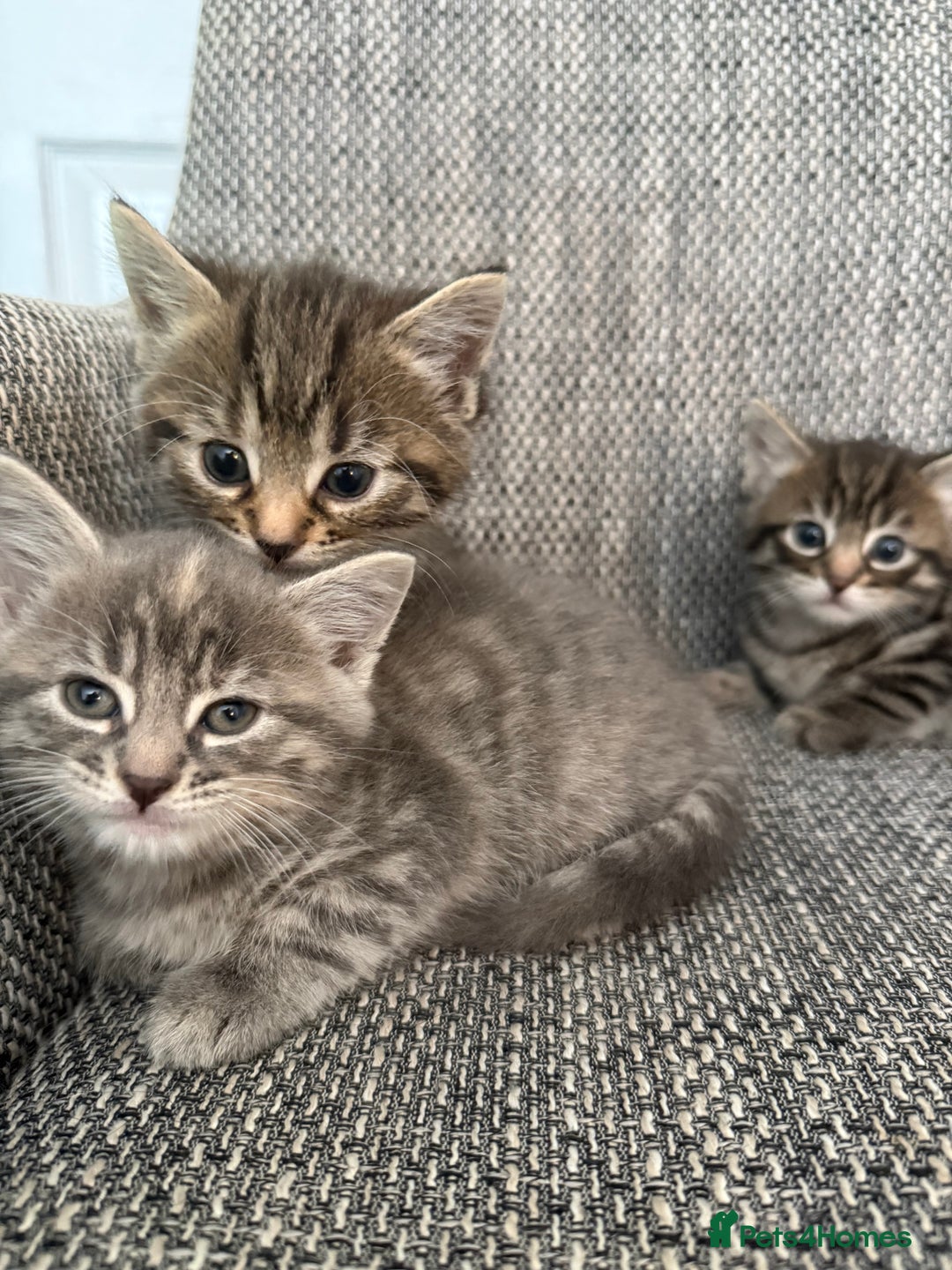 British Longhair cats for sale: Beautiful kittens by our stunning British longhair - Image 17