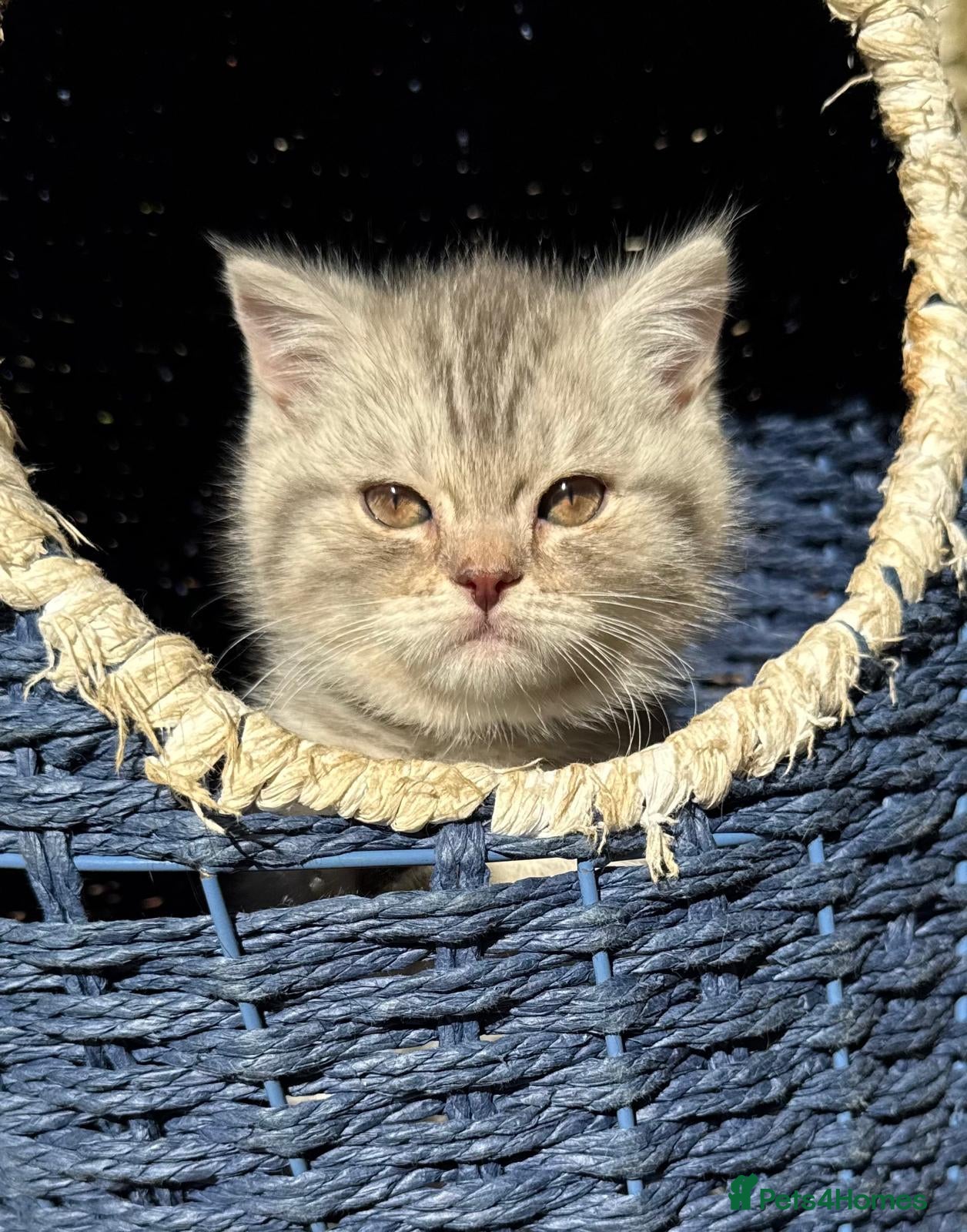 British Shorthair cats *Ready to leave next week* GCCF BSH silver tipped  - Advert 2