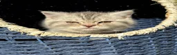 British Shorthair cats for sale: *Ready to leave 2 weeks* GCCF BSH silver tipped  - Advert 11