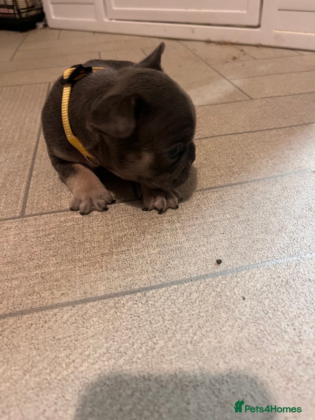 French Bulldog dogs for sale: Cutest frenchies pups  - Advert 14