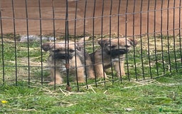 Border Terrier dogs for sale: Adorable Border Terriers - Image 3
