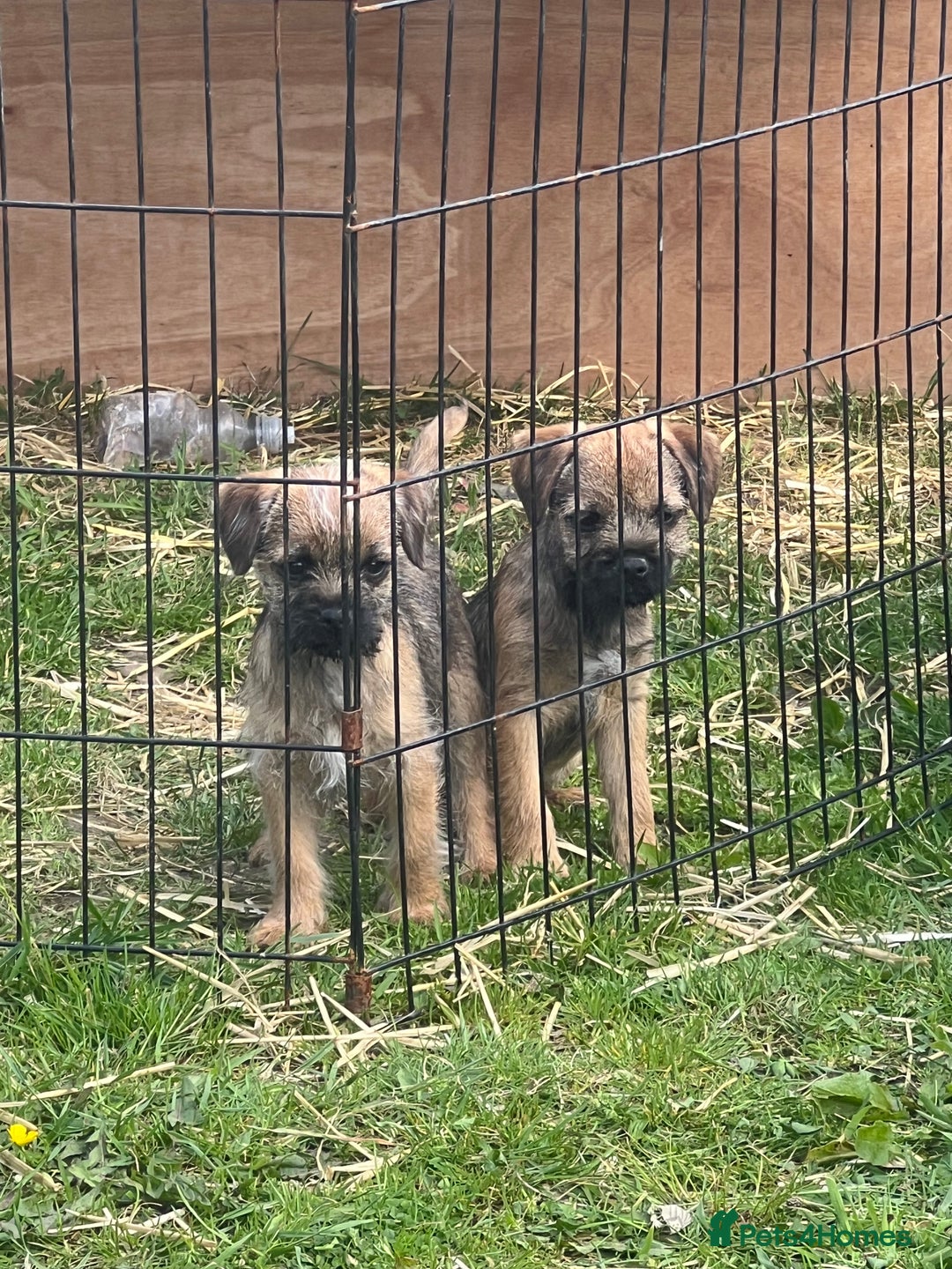Border Terrier dogs for sale: Adorable Border Terriers - Image 3