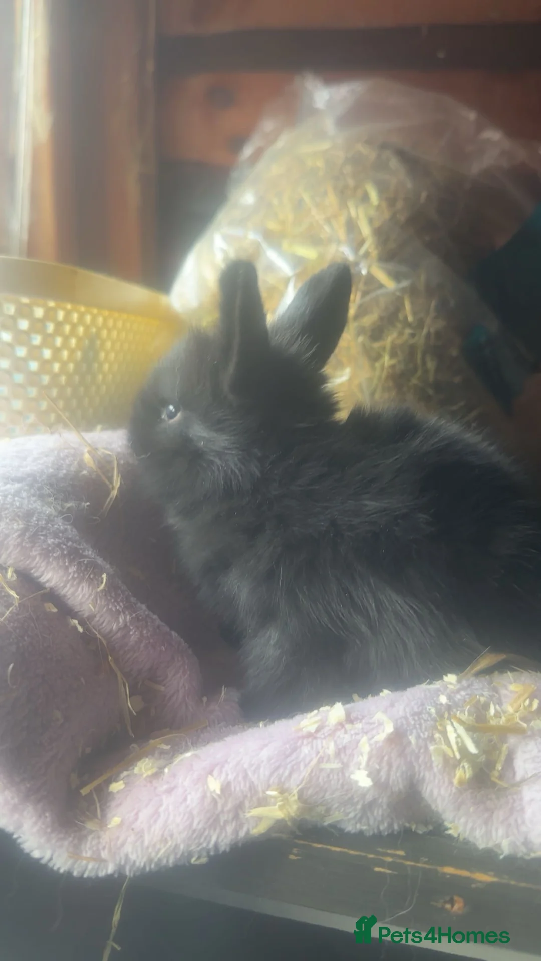 Mixed Breed rabbits for sale: Fluffy bunnies  - Advert 2