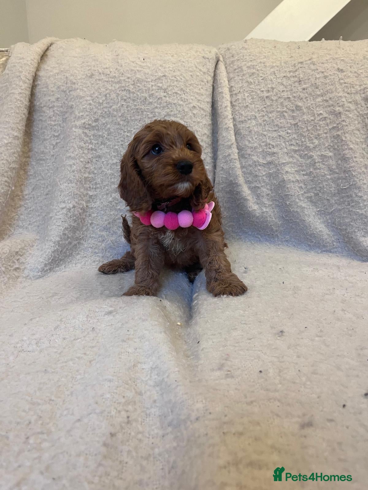 Cockapoo dogs 6 Gorgeous Cockapoo Puppies Left - Advert 2
