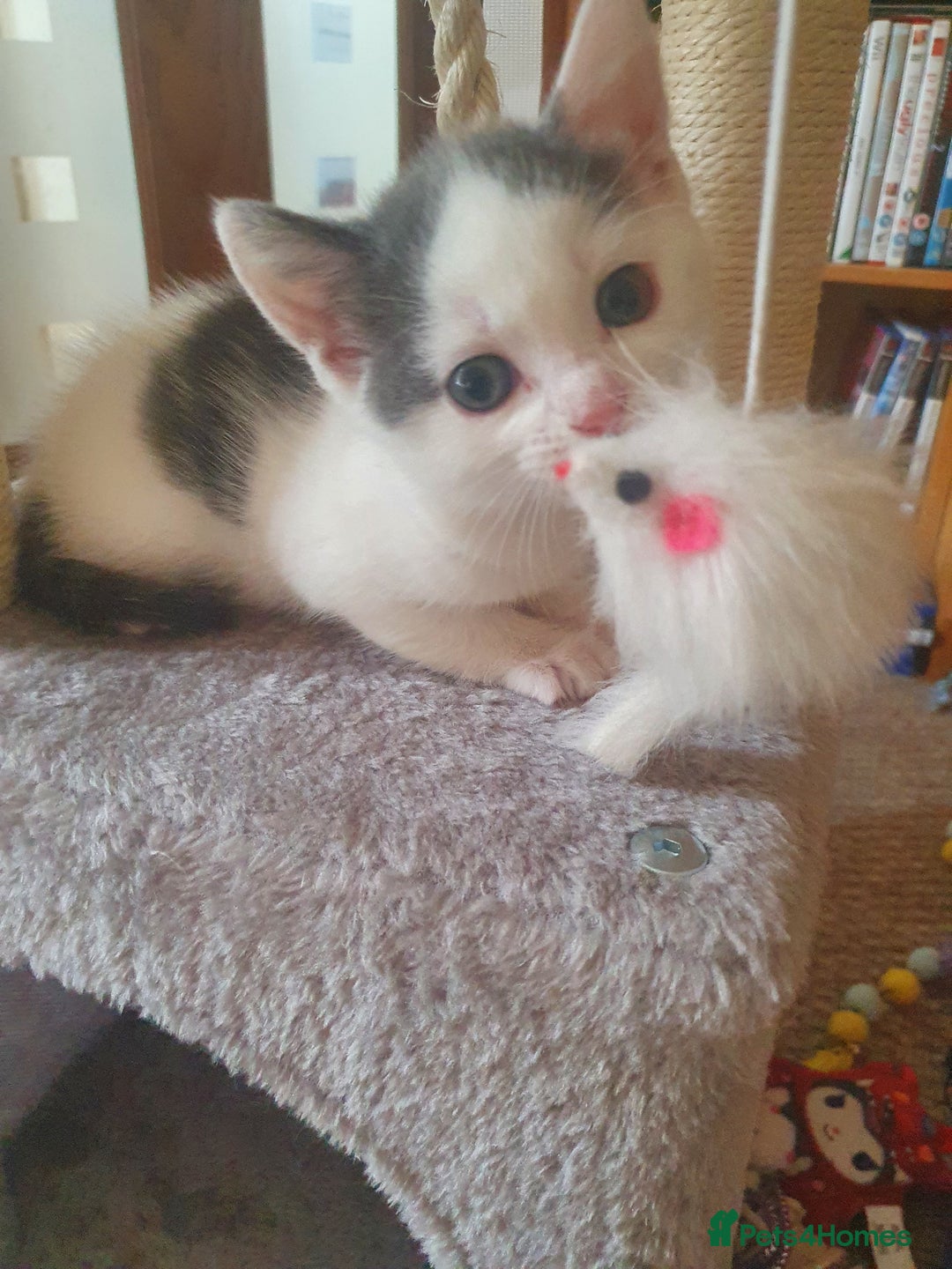 Mixed Breed cats for sale: 2 Beautiful Little Kittens - Image 36