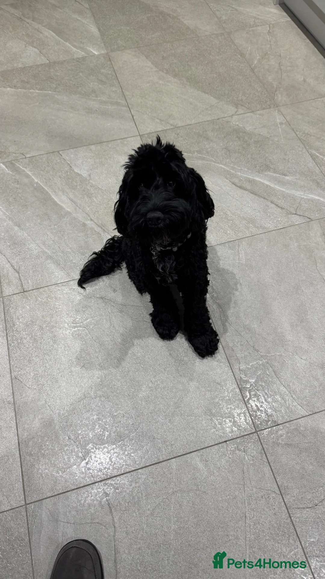 Cockapoo dogs for sale: Amazing fully trained Black Cockapoo for sale  - Advert 6