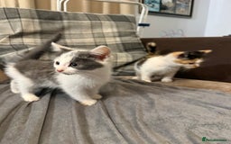 British Shorthair cats for sale: A beautiful grey and white markings girl left - Image 19