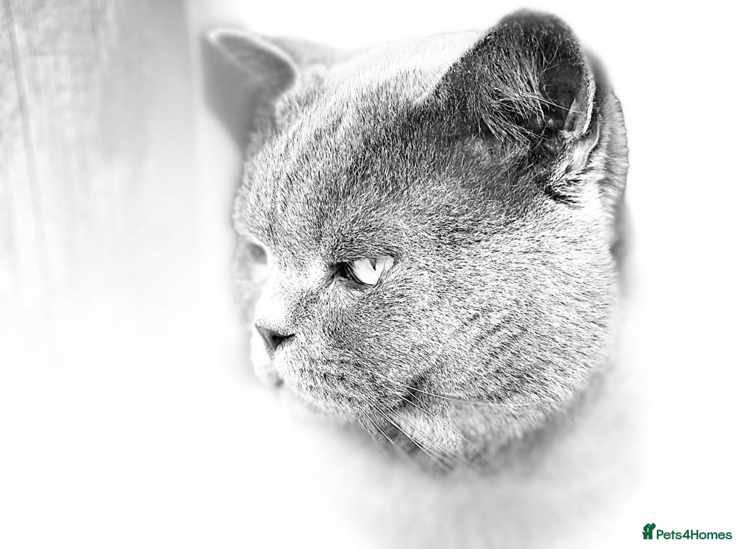 British Shorthair cats for stud: Meet Leo, Active Registered GCCF BHS Stud in Clitheroe - Advert 8