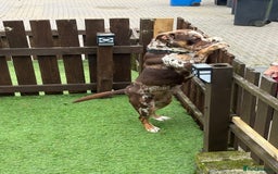 Old Tyme Bulldog dogs for sale: Female for rehoming  - Image 2