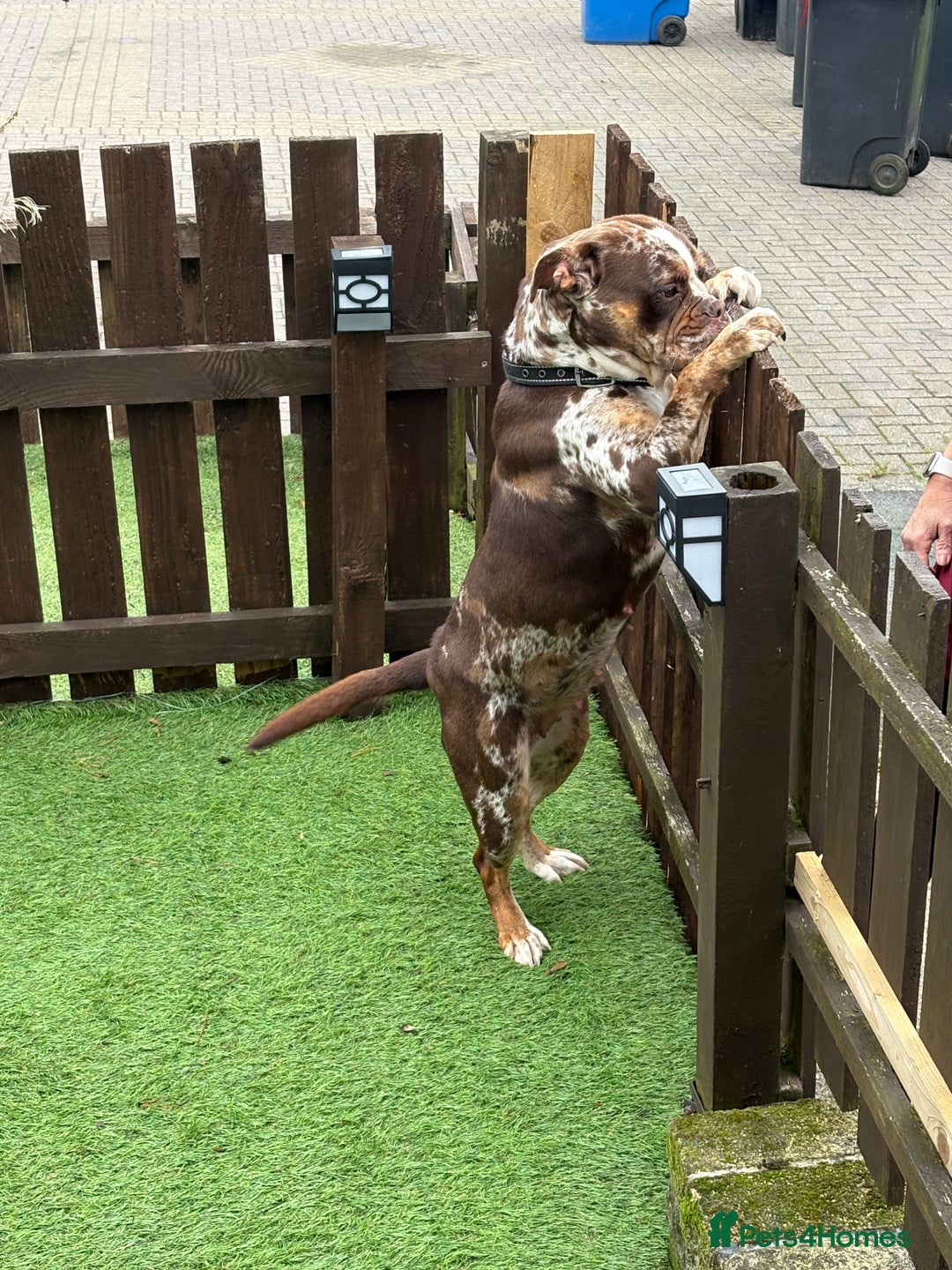 Old Tyme Bulldog dogs for sale: Female for rehoming  - Image 2
