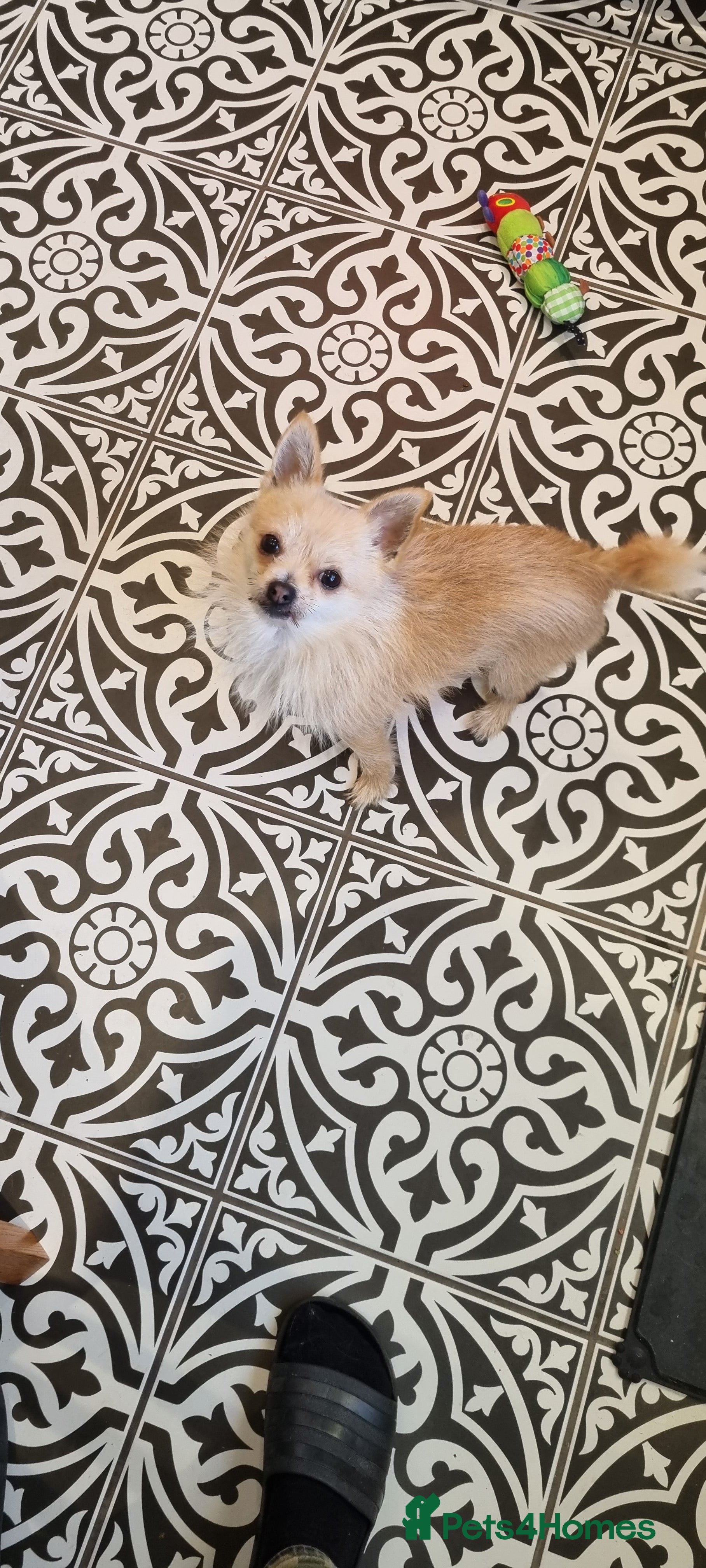 Pomchi dogs 2 year old Pomchi boy - Advert 1