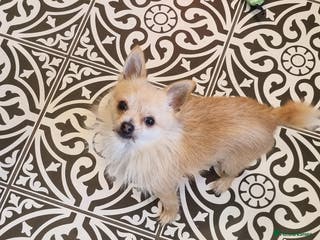 Pomchi dogs 2 year old Pomchi boy - Advert 1