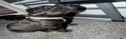 Cane Corso dogs for sale: chunky cane corso puppies  - Advert 5