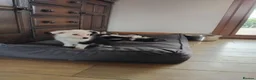 Border Collie dogs for sale: Border collies puppies - Advert 6