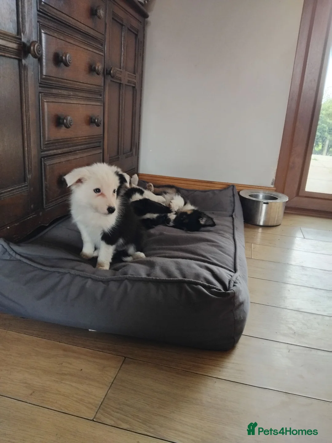Border Collie dogs for sale: Border collies puppies - Advert 6