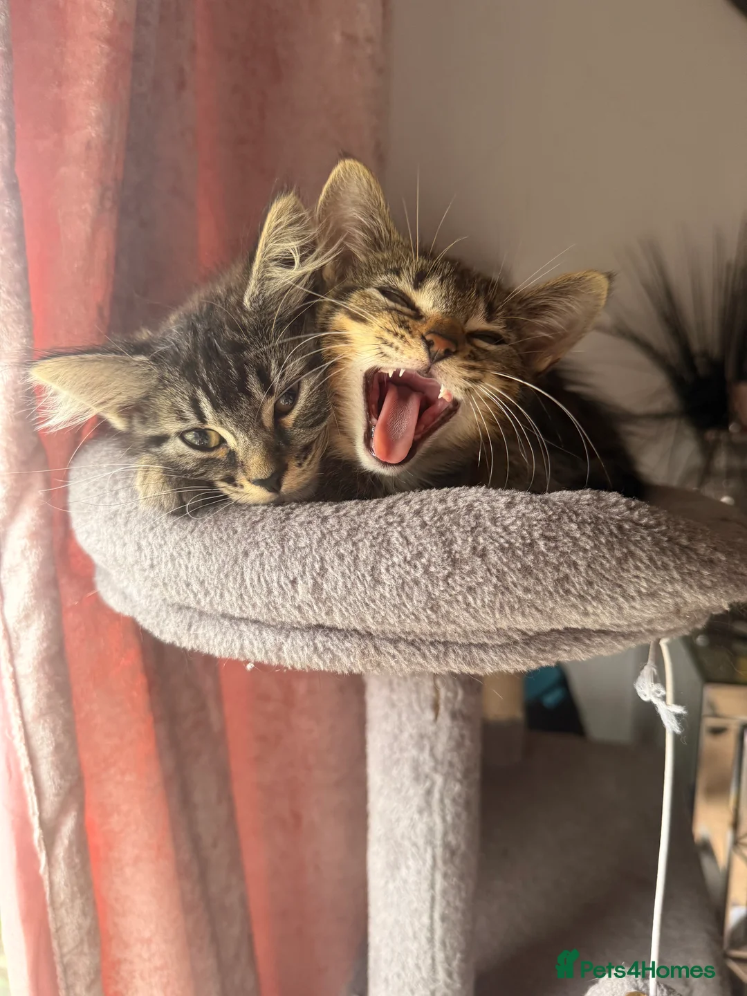 Domestic Shorthair cats for sale: 4 beautiful kittens ready for there forever homes  - Advert 12