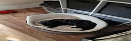 Cockapoo dogs for sale: Gorgeous cockapoo puppy in Morecambe - Advert 2