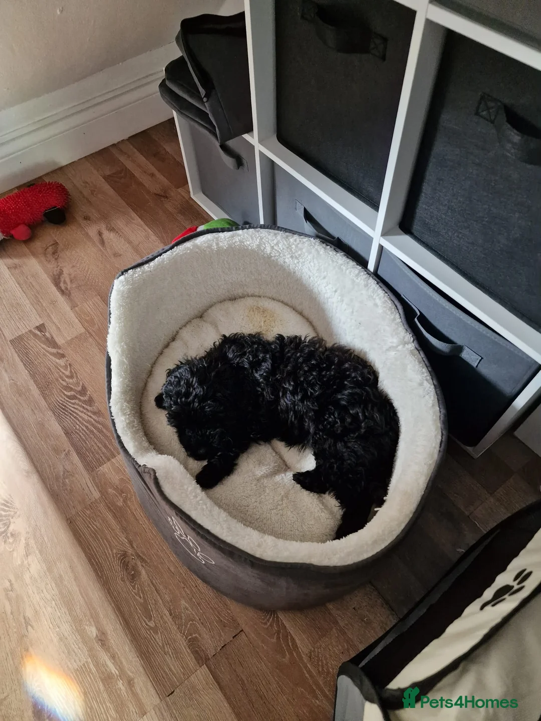 Cockapoo dogs for sale: Gorgeous cockapoo puppy in Morecambe - Advert 2