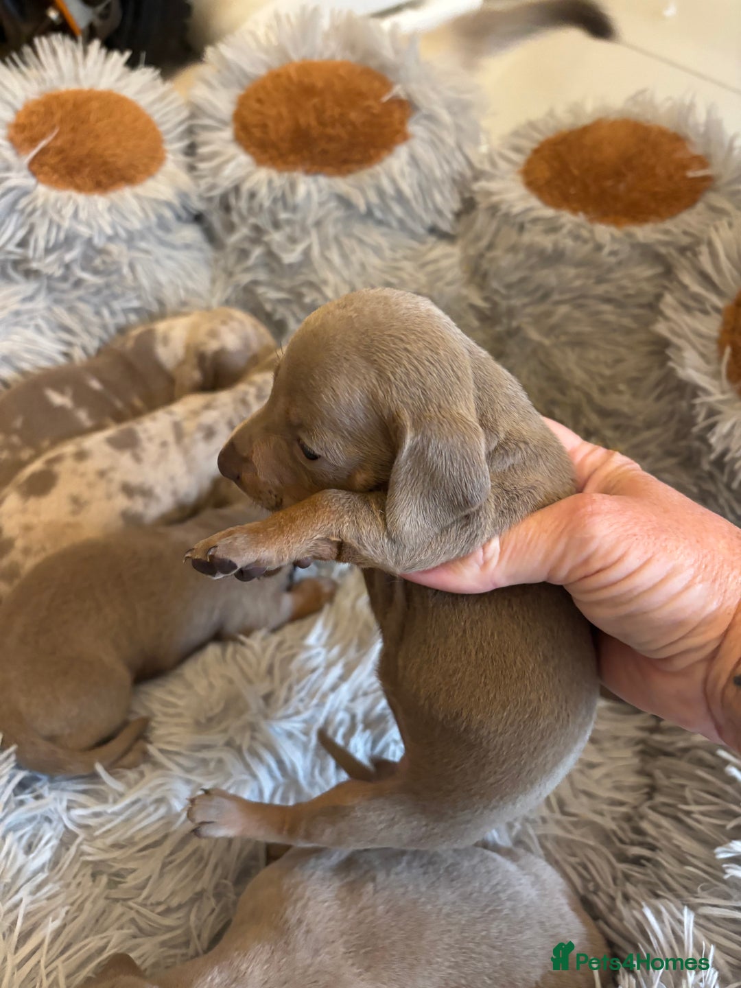 Dachshund dogs for sale: Dachshund Isabella dapple puppies  - Image 7
