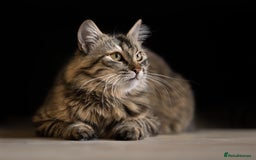 Siberian cats for sale: Exceptional Siberian Kittens - Waiting List Open - Image 15