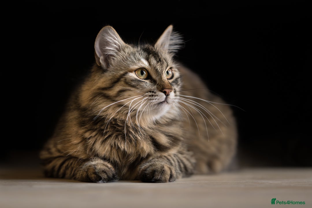 Siberian cats for sale: Exceptional Siberian Kittens - Waiting List Open - Image 15